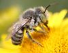 Megachile sp.